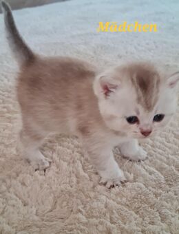 Reinrassige Britisch Kurzhaar Kätzchen - Hamburg