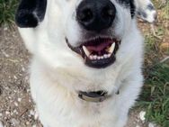 Rocky sehnt sich nach einem Zuhause - Voerde (Niederrhein) Zentrum