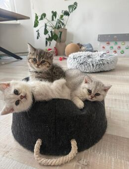 BkH Kitten Reinrassig - Hamm