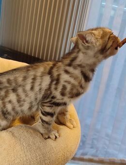 Bhk Black silver tabby Mix abzugeben - Hückelhoven