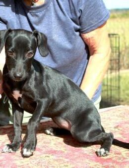 Prinzessin Szelli in 57439 Attendorn - Essen