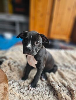 Xl american bully - Gera