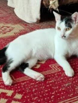 Finn Intelligenter Einzelprinz - Unterföhring