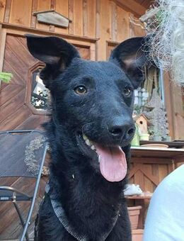Charmanter Jasper sucht sein Zuhause - Mannheim