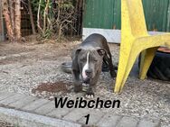 Bully welpen - Sassenburg