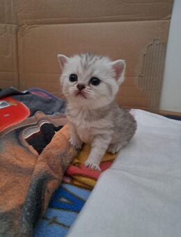 Bkh kitten - Duisburg