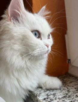 Britisch Langhaar Kater 8 Monate alt sucht neues Zuhause - Kalt