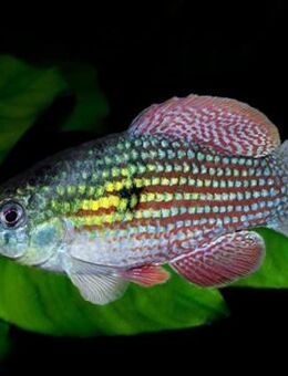 Floridakärpfling (Jordanella floridae) - Herxheim (Landau)