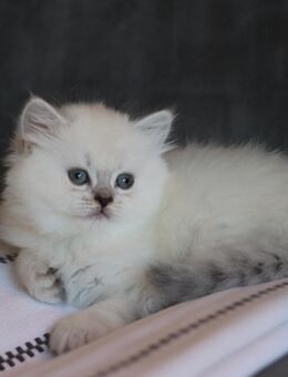 Hübsche BLH kitten ( Weibchen) zu verkaufen - Berlin
