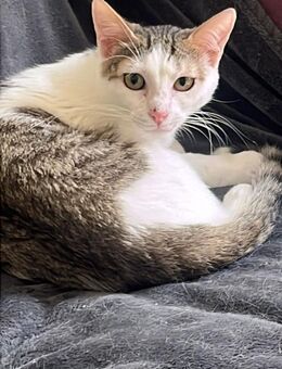 Sparkles aus dem Tierschutz - Grevenbroich