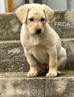 Sanfte Frida sucht ihr Für-immer-Zuhaus - Linden (Hessen)