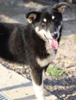 Husky-Mix♥Khan♥ fit, freundlich + klug - Hamburg