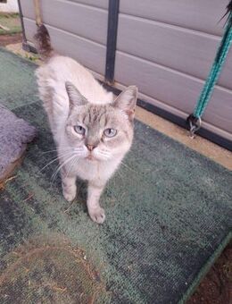 Hübsche Katzendame Media Cola - Bad Camberg