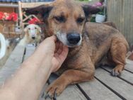 Lili, zuckersüße Traumhündin, 5J 63110 - Vaterstetten
