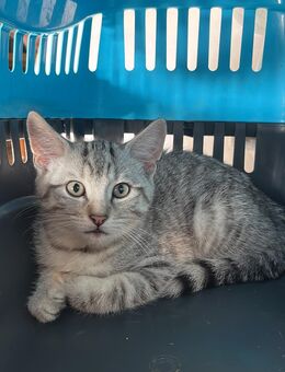 Kleiner Kater sucht dringend ein neues Zuhause - Florstadt