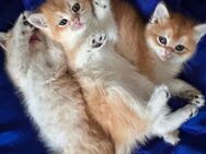Britisch Kurzhaar Kitten in Berlin - Berlin