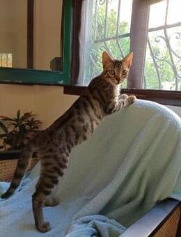 Billy & Rally- Zuckersüße Brüder - Bad Camberg