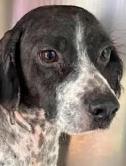 CESARE -warum nur? - Regensburg