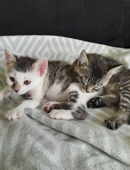 Teddy und Minni die kleinsten suchen jetzt auch ihr Zuhause # Tierschutz - Postbauer-Heng (Markt)