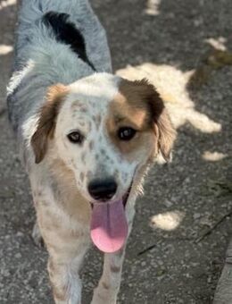 Nefeli, sanfte, freundliche Zuckermaus - Starnberg