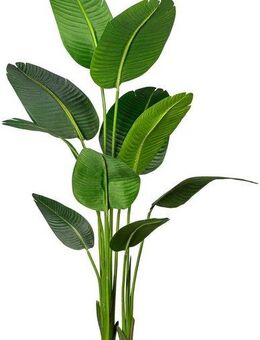 Künstliche Zimmerpflanze Strelitzia Strelitzia, Creativ green, Höhe 160 cm