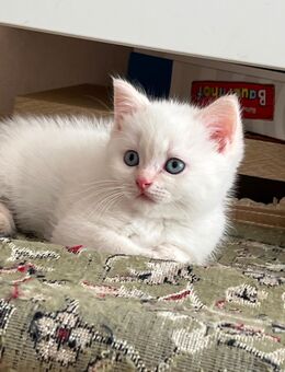 BKH Kitten - Buchholz (Nordheide)