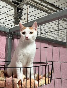Jascha aus dem Tierschutz - Grevenbroich