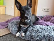 AINOA ❤️ Sonnenschein Familienhündin, Pf - Kissing