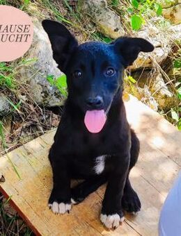 BONNIE sucht ihr Zuhause ❤️ - Saarbrücken