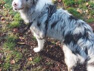 Australian Shepherd - Erfurt