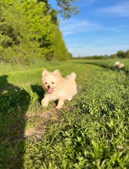 Pom Yorkie Mix - Köln