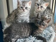 BKH Kitten reinrassig geimpft entwurmt und zuckersüß abzugeben - Burgwedel