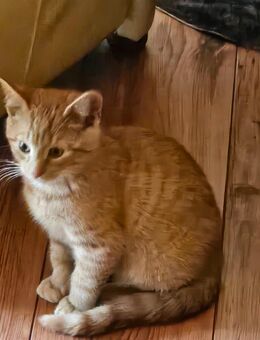 Katzenbabys, Kitten, Kätzchen, Katzenjunge abzugeben - Kröpelin