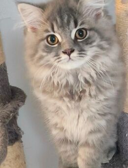 Blh Kitten 1 Junge Abgabebereit - Wuppertal