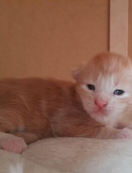 Maine Coon Kätzchen - Murrhardt