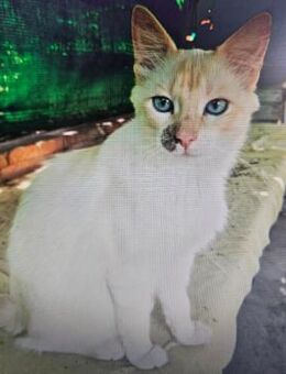 Nova - Liebenswerte Halblanghaarkatze - Aichwald