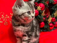 Black Silver Tabby Classic (Whiskas) BKH - Rastatt