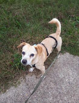 Bocceli sucht ein herzliches Zuhause - Insheim