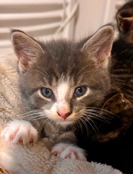Maine Coon / EKH-Mix Kitten m/w - Kolkwitz