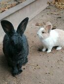 Hasen abzugeben in 06420