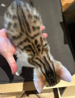 Bengalmix Kitten - Karlskron