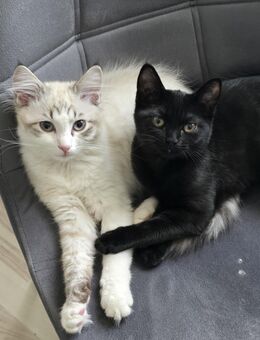 Zwei Katzen zu verkaufen - Worms