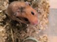 Hamsterkinder in 27211