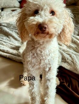 Reinrassige Pudel, Welpen in liebevolle Hände abzugeben - Gaggenau