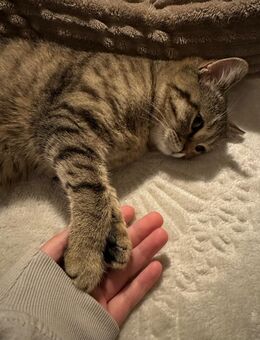 Britisch kurzhaar - Augsburg