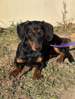 🌸 Zafir zartes Dackelmädchen - Kassel