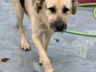 🐾 Lieber Rüde Galby sucht dich! 🐾 - Eislingen (Fils)
