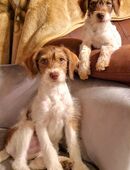 Curly Farmdog * Hybrid* Danish-Swedish Farmdog * Zwergpudel * Poodle * Doodle in 06886