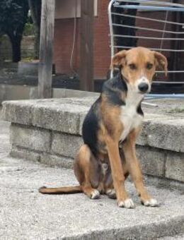 Ettore 💙💙💙 Wer heilt seine Seele? - Herxheim (Landau)