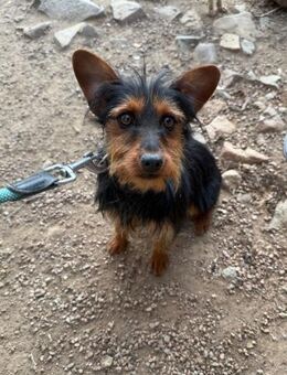 Fritz verschmuster Yorkshire-Terrier - Hohenstein (Baden-Württemberg)